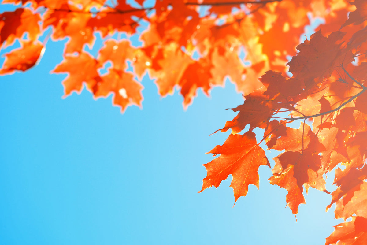 Autumn leaves against a blue sky
